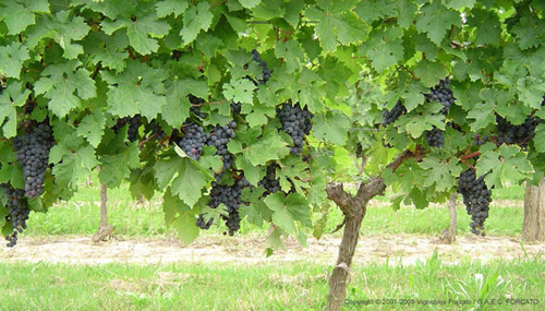 Chateau Lary - Photo