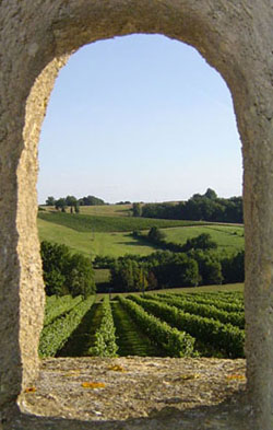Vignobles Forcato - Château Lary - Vignes