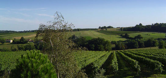 Vignobles Forcato - Château Lary - Vignes